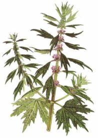 Srdcovník obyčajný