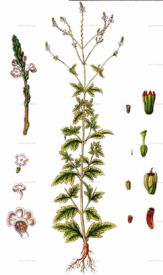 Železník lekársky