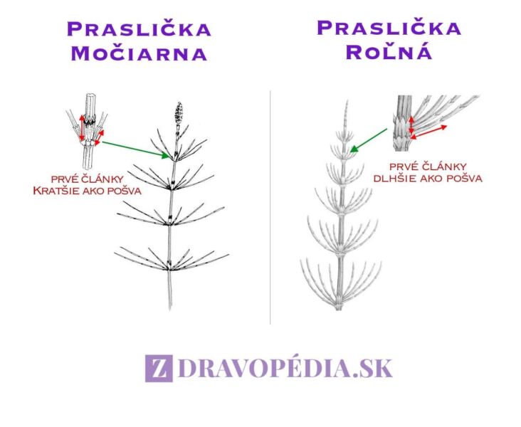 Rozdiel medzi prasličkou močiarnou a prasličkou roľnou