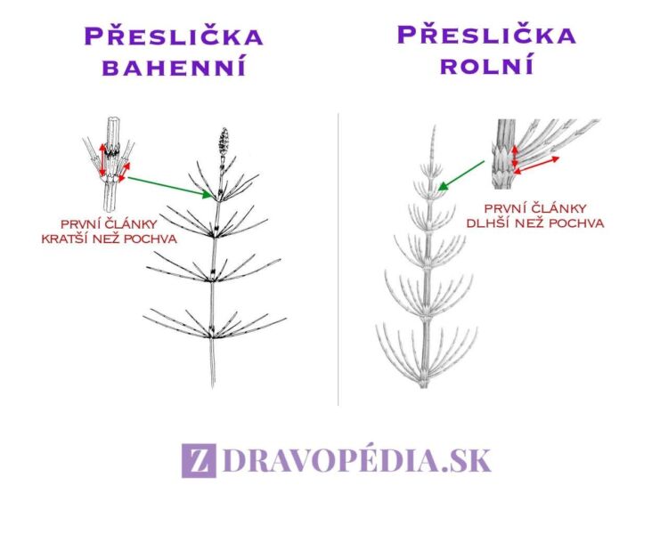 Rozdíl mezi přesličkou bahenní a přesličkou rolní