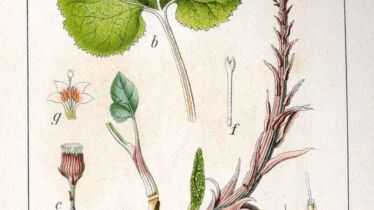 Devětsil lékařský