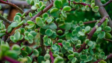 Portulaka