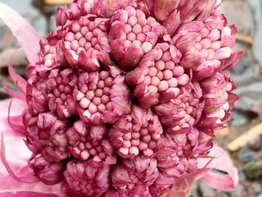 Deväťsil lekársky