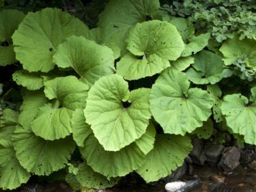 Deväťsil lekársky