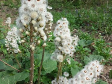 Deväťsil lekársky