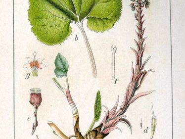 Deväťsil lekársky