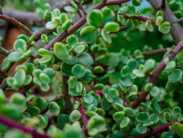 Portulaka