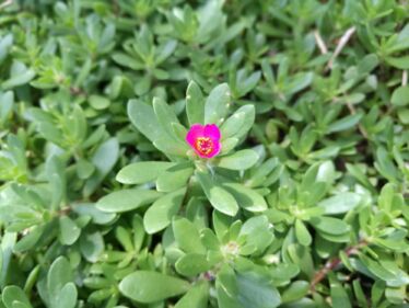 Portulaka