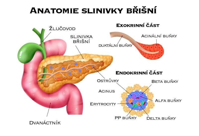 Anatomie slinivky břišní