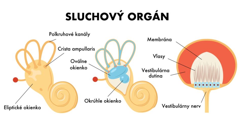 Vestibulární aparát