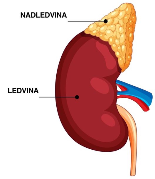 Nadledvinová žláza