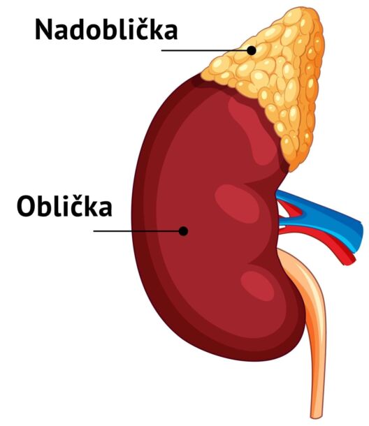 Nadobličková žľaza