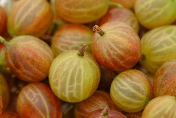 Gooseberry 3480623 1280