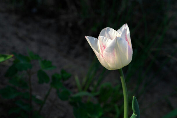 Moderne zahradnictvo