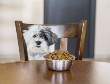 Dog sitting wooden chair