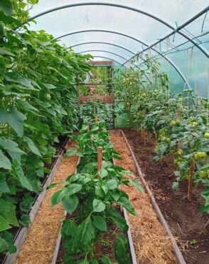 Zielony tunel foliowy z metalowym stelazem 3x8m garden point tunele foliowe 15157