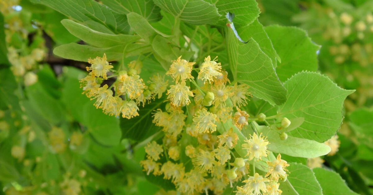 Lipa Native Tree Lipa nám ponúka celkové zdravie i pohodu | Zdravopedia.sk