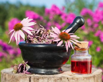 Echinacea - 8 účinků na zdraví