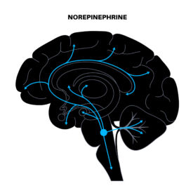Norepinefrin - 4 účinky na zdraví