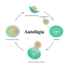 Autofágia: Čo to je, ako ju vyvolať a aké výhody nám ponúka?