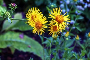 Oman pravý lieči pľúcne ochorenia