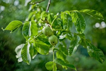 Orech kráľovský lieči rôzne kožné ochorenia