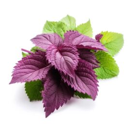 Perila - 4 účinky na zdravie