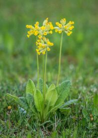 Prvosienka jarná lieči respiračné ochorenia
