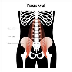 Psoas: Čo to je a ako ho posilniť
