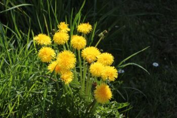 Púpava lekárska podporuje zdravie pečene