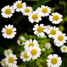 Rumanček kamilkový pôsobí upokojujúco pri úzkosti a depresii