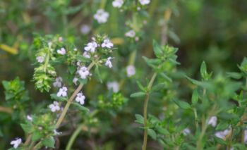 Saturejka - 8 účinků na zdraví