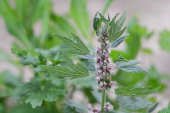 Srdcovník obyčajný pozitívne pôsobí na srdce