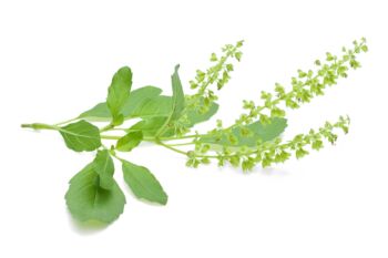 Tulsi (bazalka posvátná) - 8 účinků na zdraví