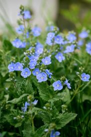 Veronika lekárska lieči respiračné ochorenia