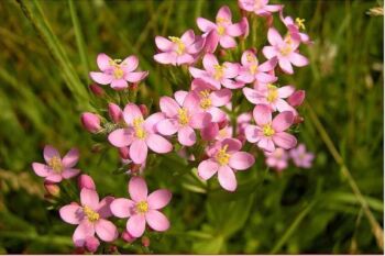 Zemežlč menšia stimuluje a podporuje trávenie