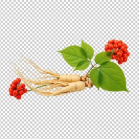 Ženšen pravý má adaptogénne vlastnosti﻿