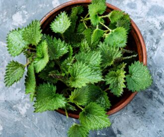 Žihľava dvojdomá pomáha liečiť prostatu﻿﻿