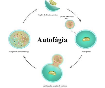 Autofágia: Čo to je, ako ju vyvolať a aké výhody nám ponúka?