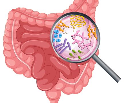 Estrobolóm: Ako črevo formuje rovnováhu estrogénu