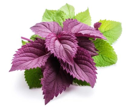 Perila - 4 účinky na zdravie