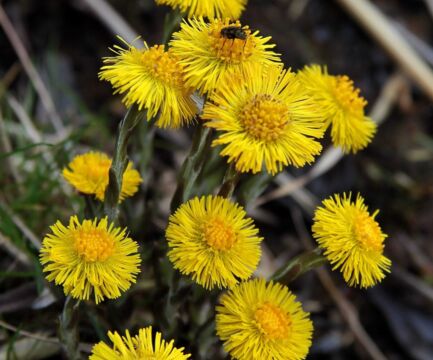 Podbeľ liečivý je vynikajúci na liečbu kašľa