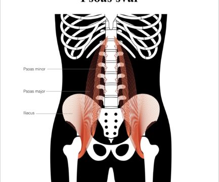 Psoas: Čo to je a ako ho posilniť