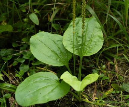 Skorocelové semienka - 5 účinkov na zdravie