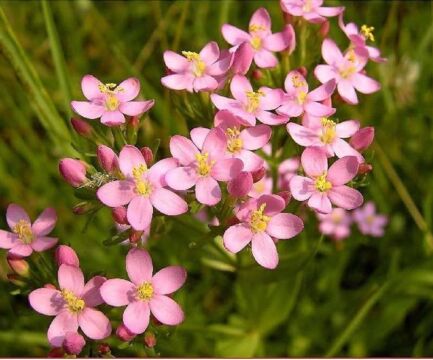 Zemežlč menšia stimuluje a podporuje trávenie