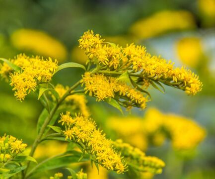 Zlatobyľ obyčajná lieči močové cesty