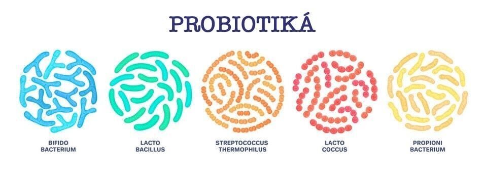 Mikrobiom probiotika