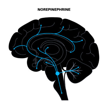 norepinefrin