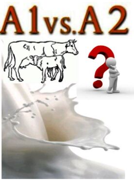 A1 vs. A2 kasein
