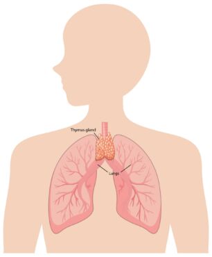 thymus